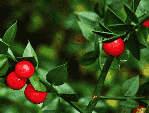 Butcher's-broom(Ruscus aculeatus)