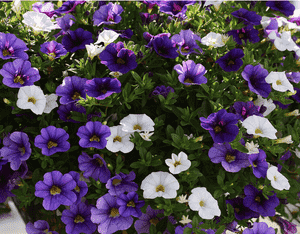 Seaside petunia(Calibrachoa parviflora)