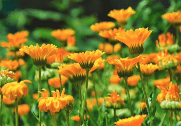 Pot marigold