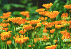 Pot marigold(Calendula officinalis)