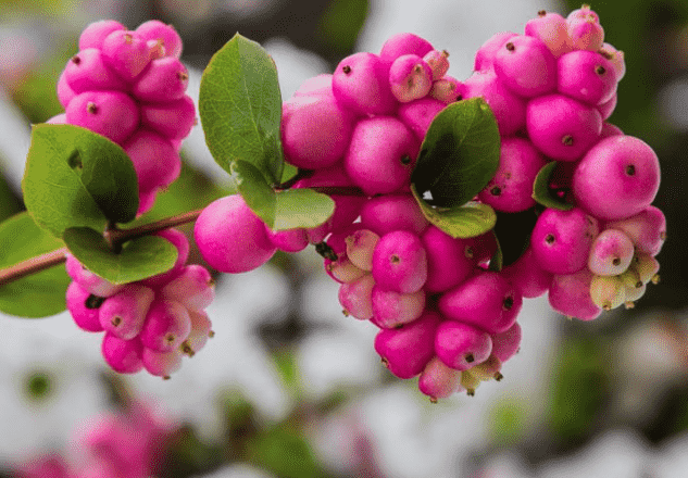 Coralberry