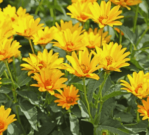Jerusalem artichoke(Helianthus tuberosus)