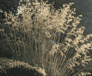 Golden oats(Stipa gigantea)