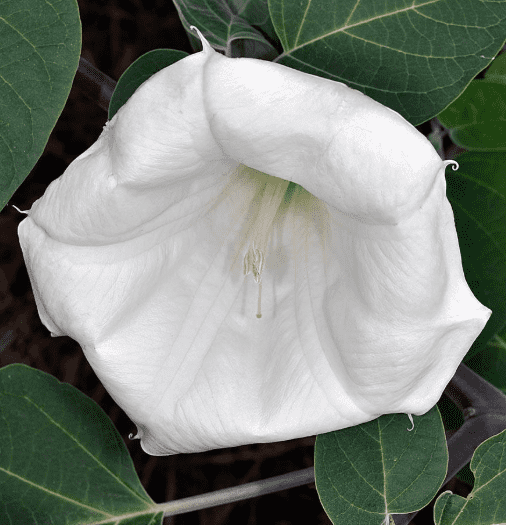 Western jimson weed(Datura wrightii)