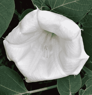 Western jimson weed(Datura wrightii)