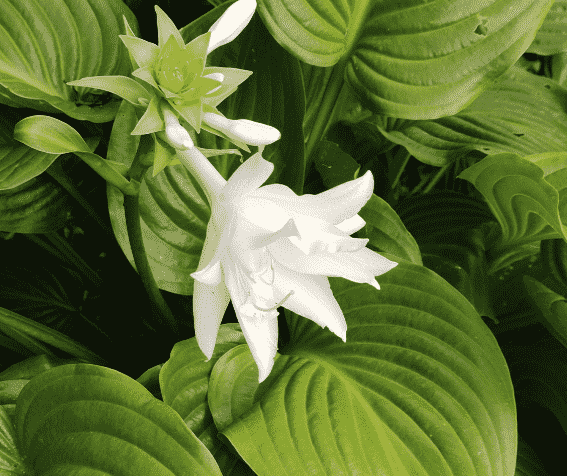 August lily(Hosta plantaginea)
