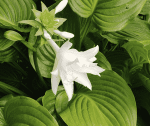August lily(Hosta plantaginea)