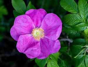 Alpine rose(Rosa pendulina)