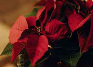 Euphorbia pulcherrima(Euphorbia pulcherrima)