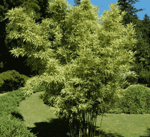 Chinese temple bamboo(Sinobambusa tootsik)