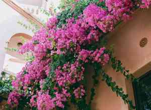 Great bougainvillea(Bougainvillea spectabilis)