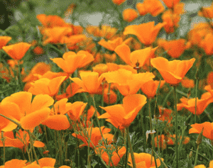 California poppy(Eschscholzia californica)