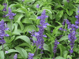 Mealycup sage(Salvia farinacea)