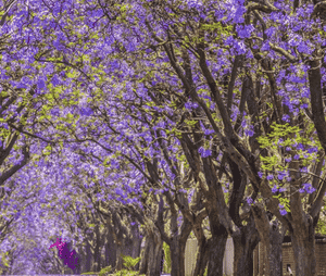 Blue jacaranda(Jacaranda mimosifolia)