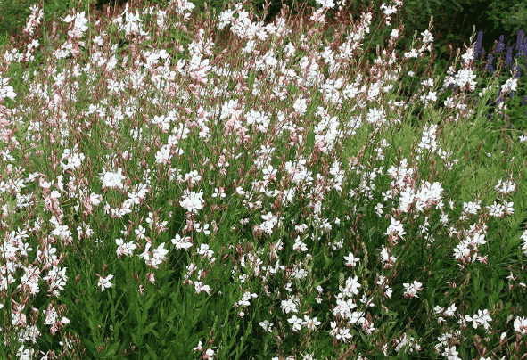 Lindheimer's beeblossom