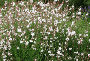 Lindheimer's beeblossom(Oenothera lindheimeri)