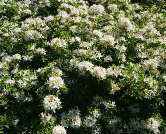 Swamp Azalea