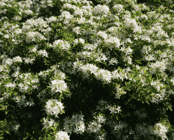 Swamp Azalea