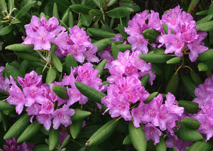 Rhododendron ponticum