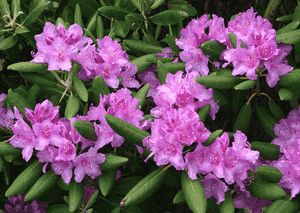 Rhododendron ponticum(Rhododendron ponticum)