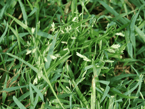 Annual bluegrass(Poa annua)