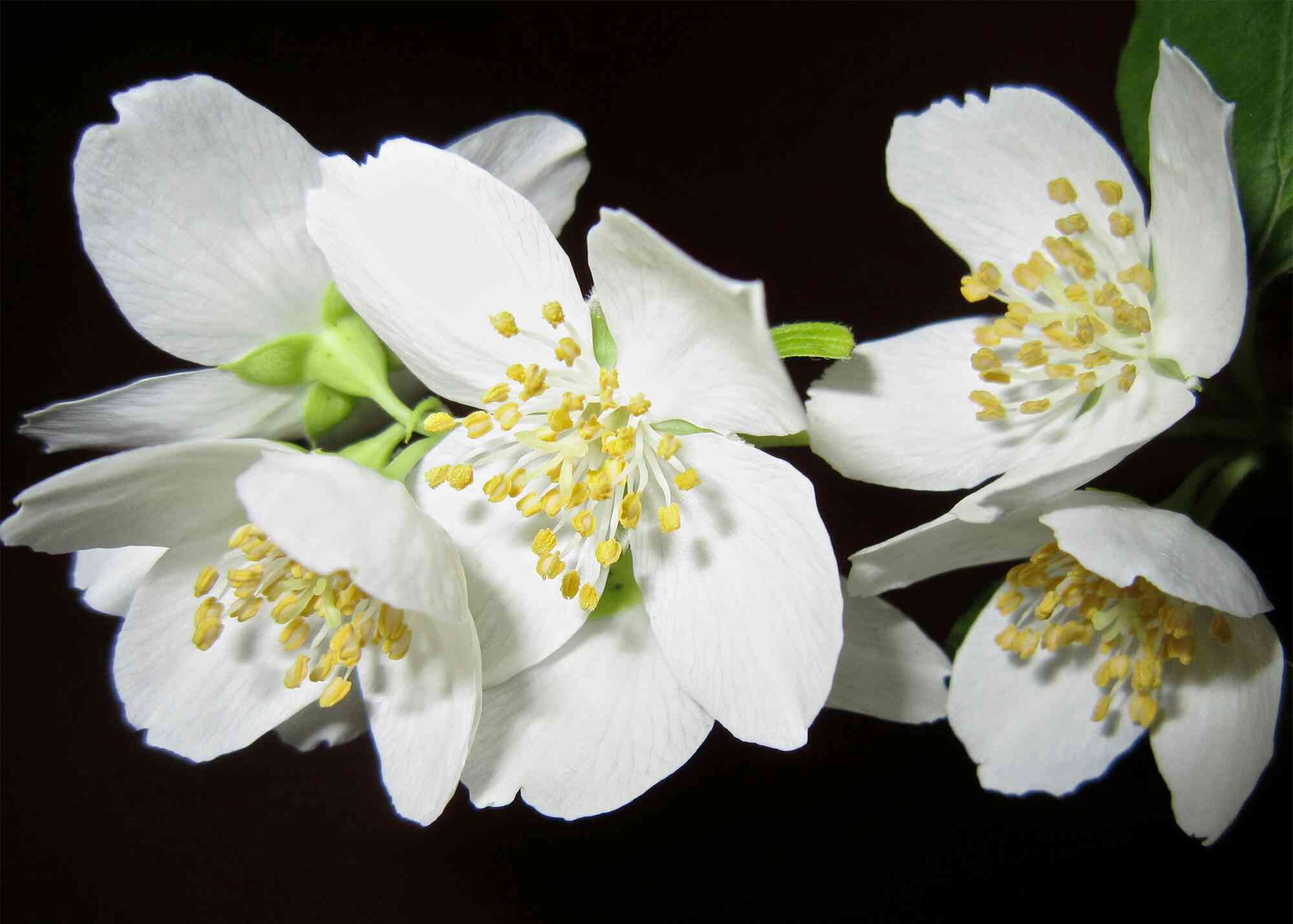 Cape jasmine(Gardenia jasminoides)