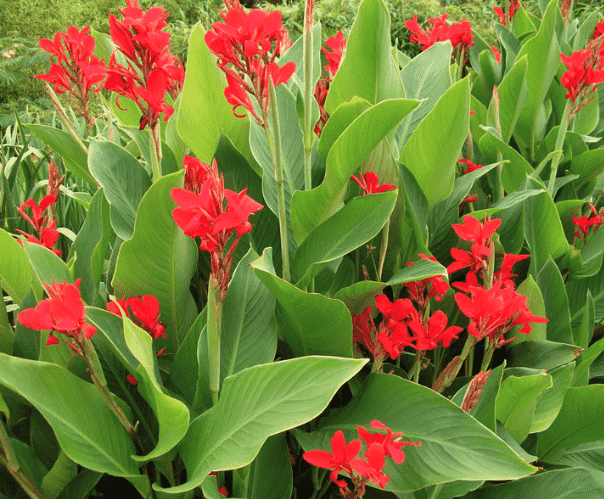 Indian shot(Canna indica)