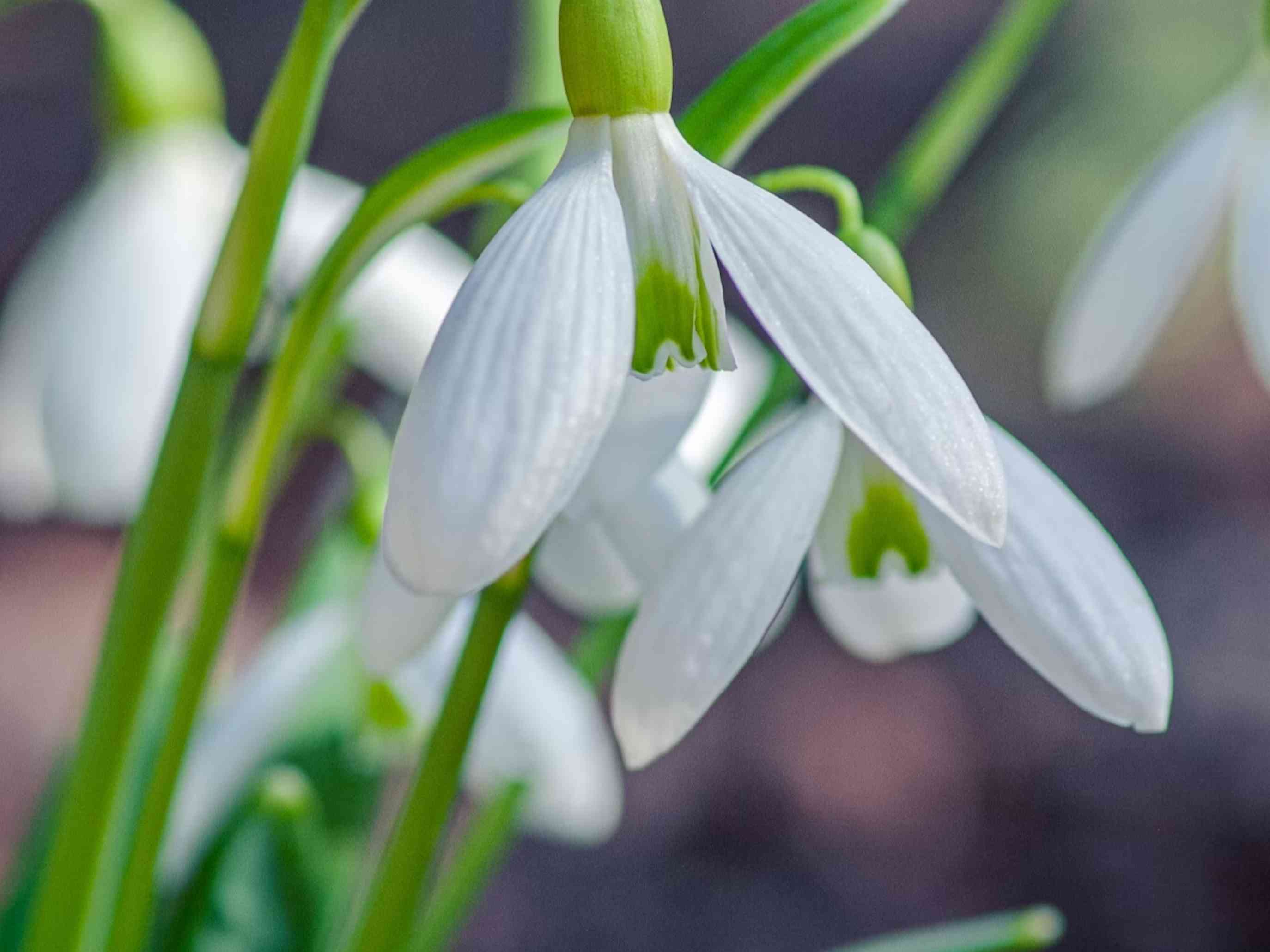 Snowdrop