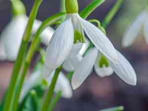 Snowdrop(Galanthus nivalis)