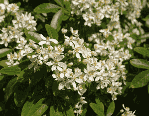 Mexican orange(Choisya ternata)