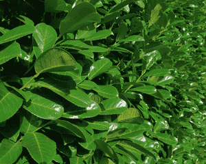 Cherry laurel(Prunus laurocerasus)