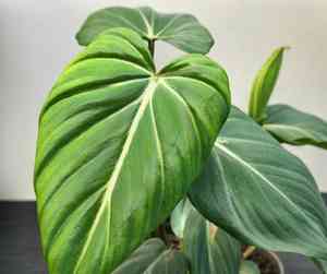 Black gold philodendron(Philodendron melanochrysum)
