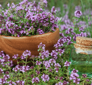 Creeping thyme(Thymus serpyllum)
