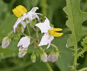 Carolina horsenettle(Solanum carolinense)