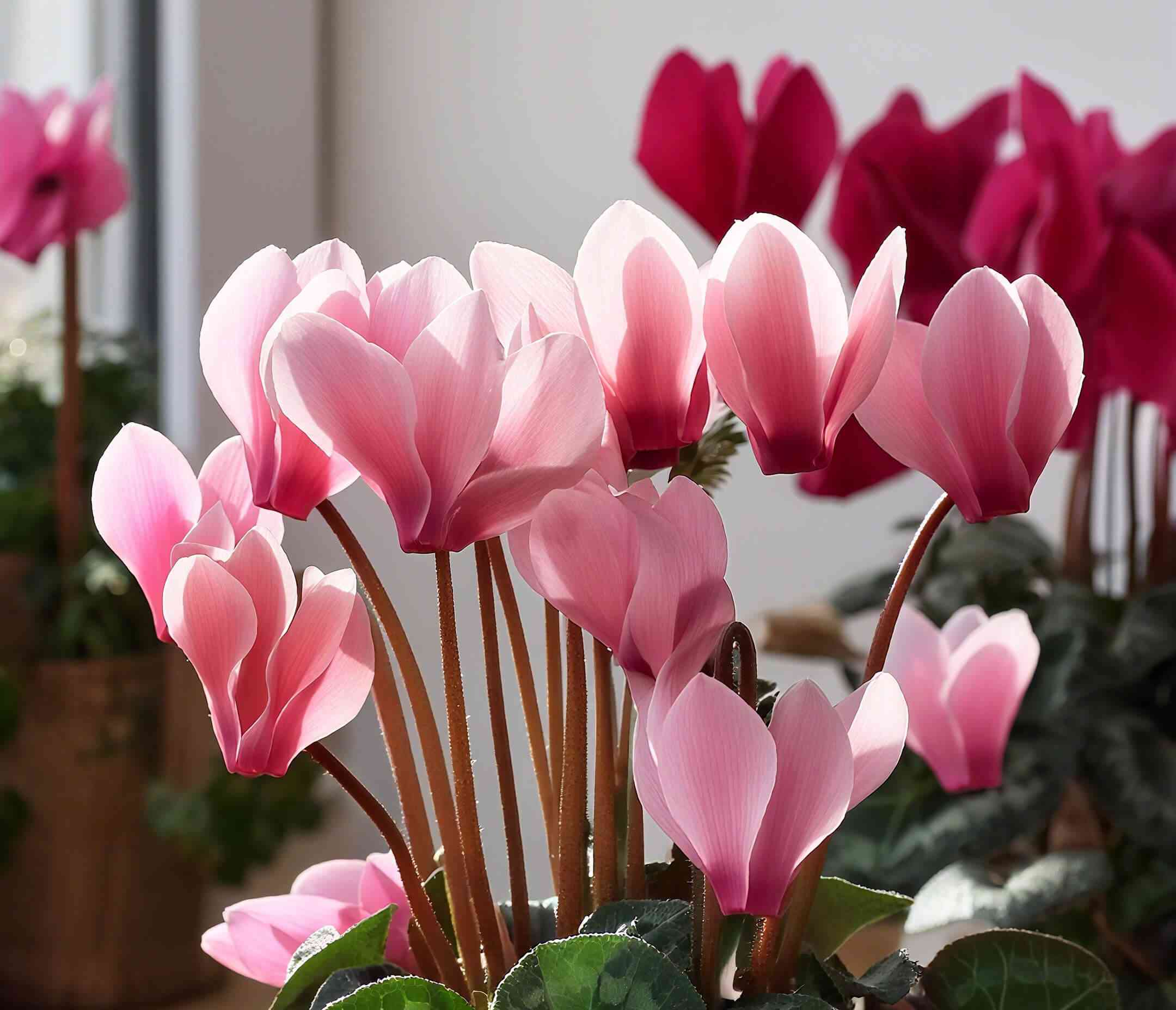 Persian cyclamen(Cyclamen persicum)
