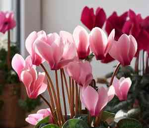Persian cyclamen(Cyclamen persicum)