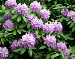 Catawba rosebay(Rhododendron catawbiense)