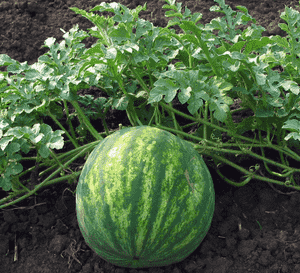 Watermelon(Citrullus lanatus)