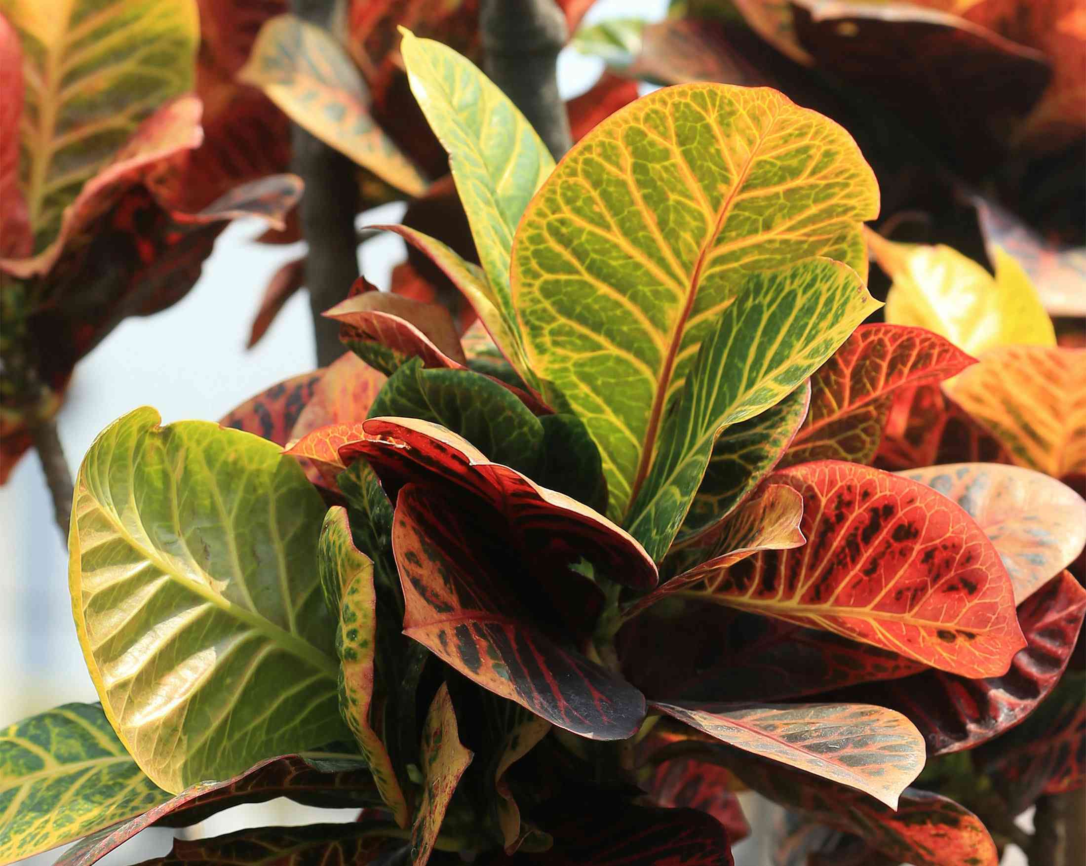 Garden croton