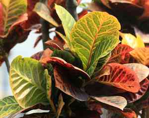 Garden croton(Codiaeum variegatum)