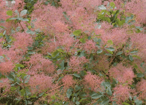 Smoketree