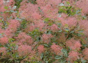 Smoketree(Cotinus coggygria)