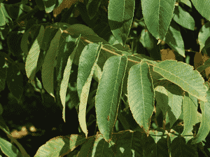 Butternut(Juglans cinerea)