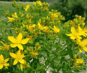 Common St. John's wort(Hypericum perforatum)