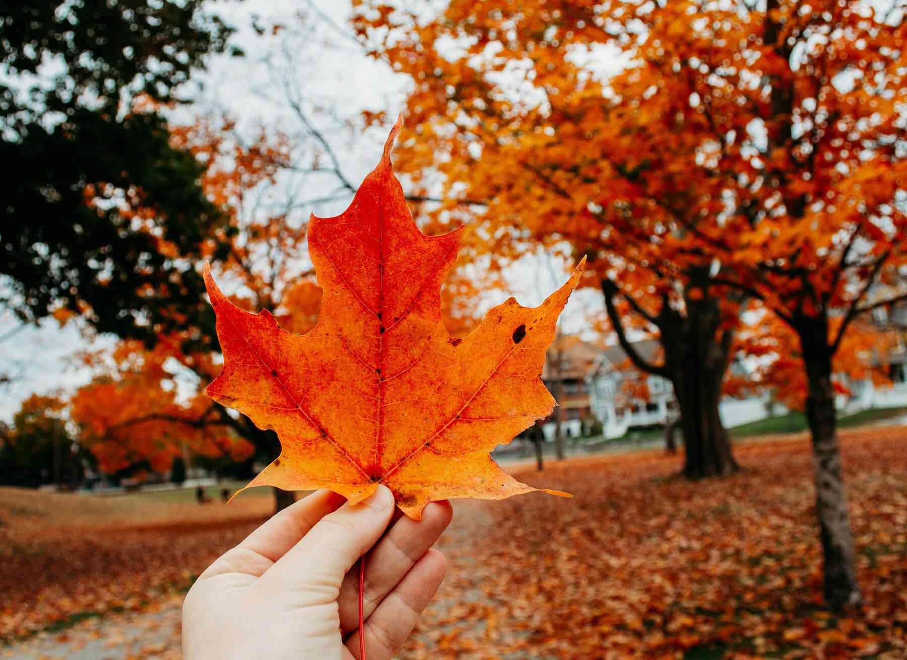 Sugar maple