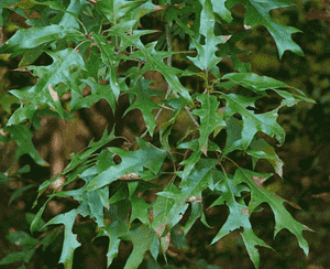 Cherrybark oak(Quercus pagoda)