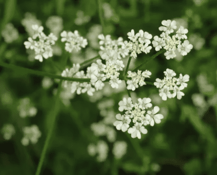 Spreading hedgeparsley
