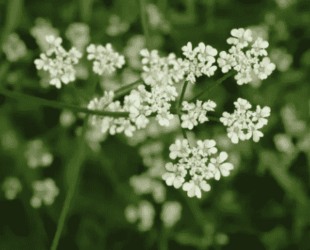 Spreading hedgeparsley
