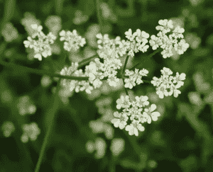 Spreading hedgeparsley(Torilis arvensis)