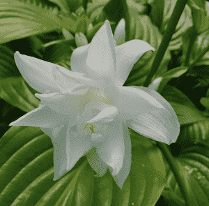 August lily(Hosta plantaginea)